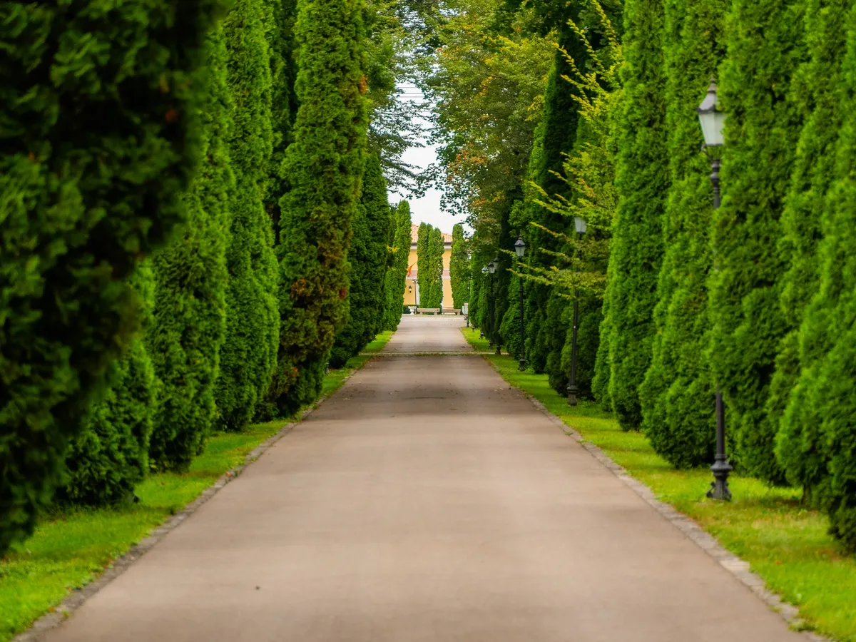 Einfahrt Allee